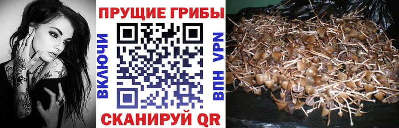 как найти   Волхов  Галлюциногенные грибы MAGIC MUSHROOMS 